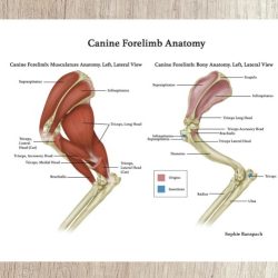 Muscles of the hindlimb dog