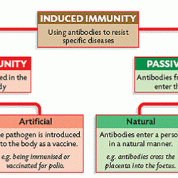 Label appropriate drag position each identify whether into antibody characteristic immunity mediated cell transcribed text show production