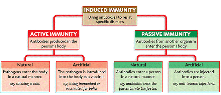 Label appropriate drag position each identify whether into antibody characteristic immunity mediated cell transcribed text show production