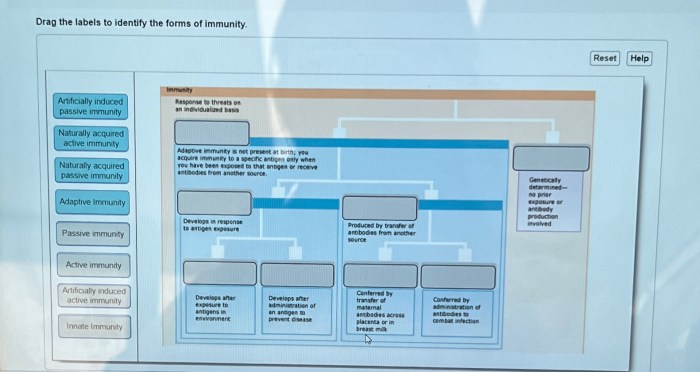 Drag the labels to identify the forms of immunity.