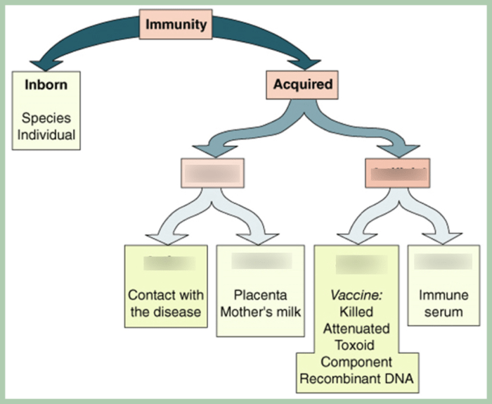 Drag the labels to identify the forms of immunity.